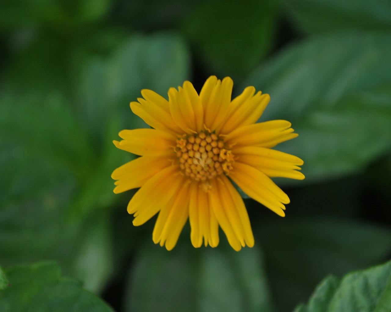 Macro Flower Grass (2) (genzhukou works) #23 - 1280x1024