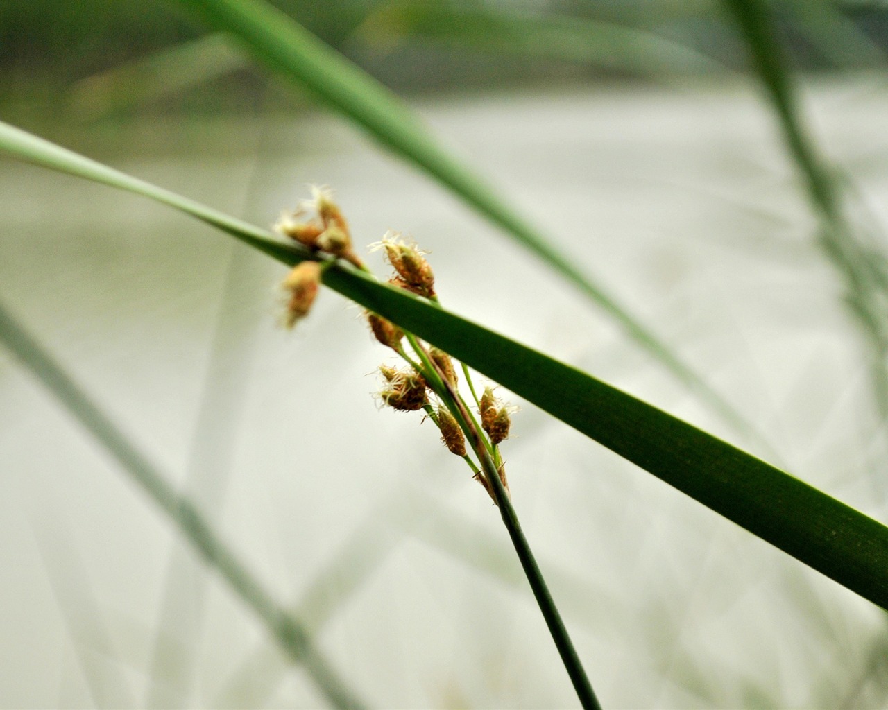 Macro Flower Grass (2) (genzhukou works) #28 - 1280x1024