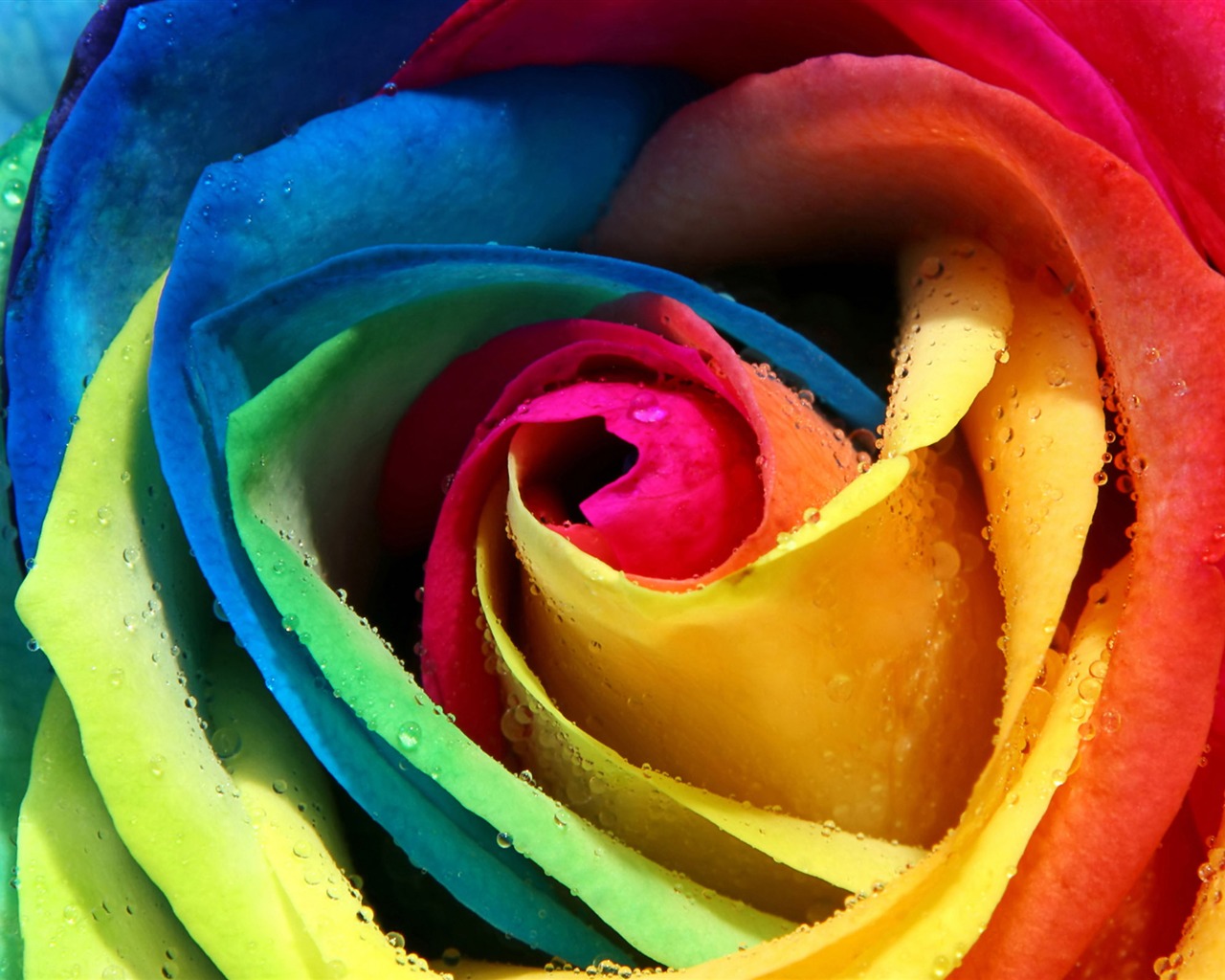 Velké Rose Foto tapety (5) #1 - 1280x1024