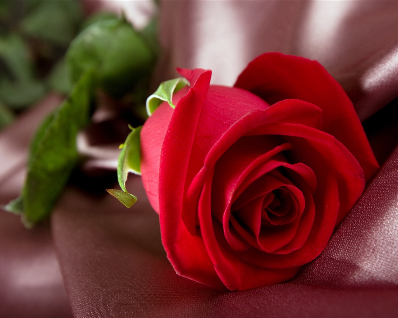 Velké Rose Foto tapety (5) #2 - 1280x1024