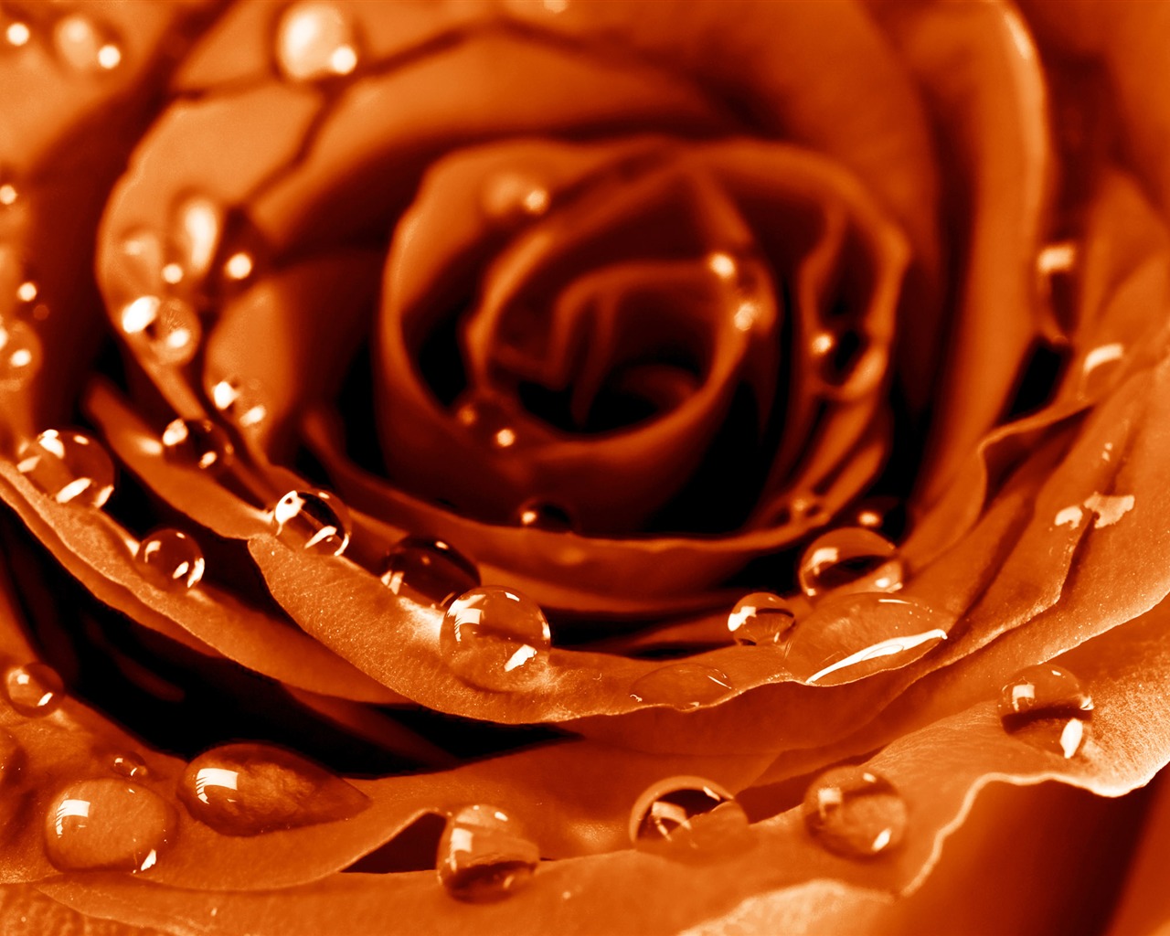 Large Rose Photo Wallpaper (5) #7 - 1280x1024