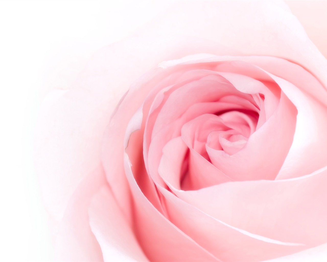 Large Rose Photo Wallpaper (5) #9 - 1280x1024