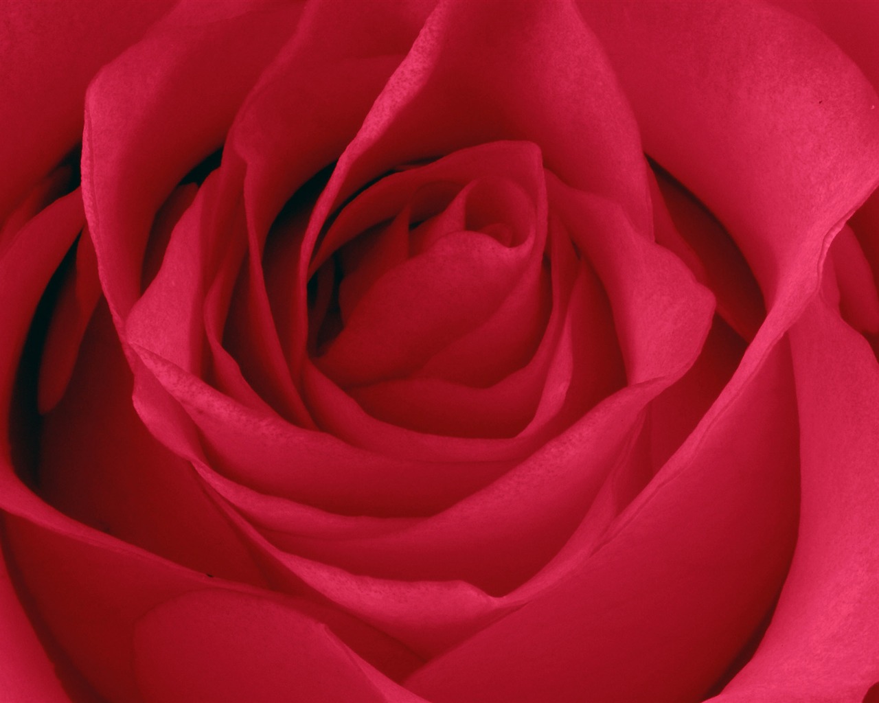 Large Rose Photo Wallpaper (5) #11 - 1280x1024