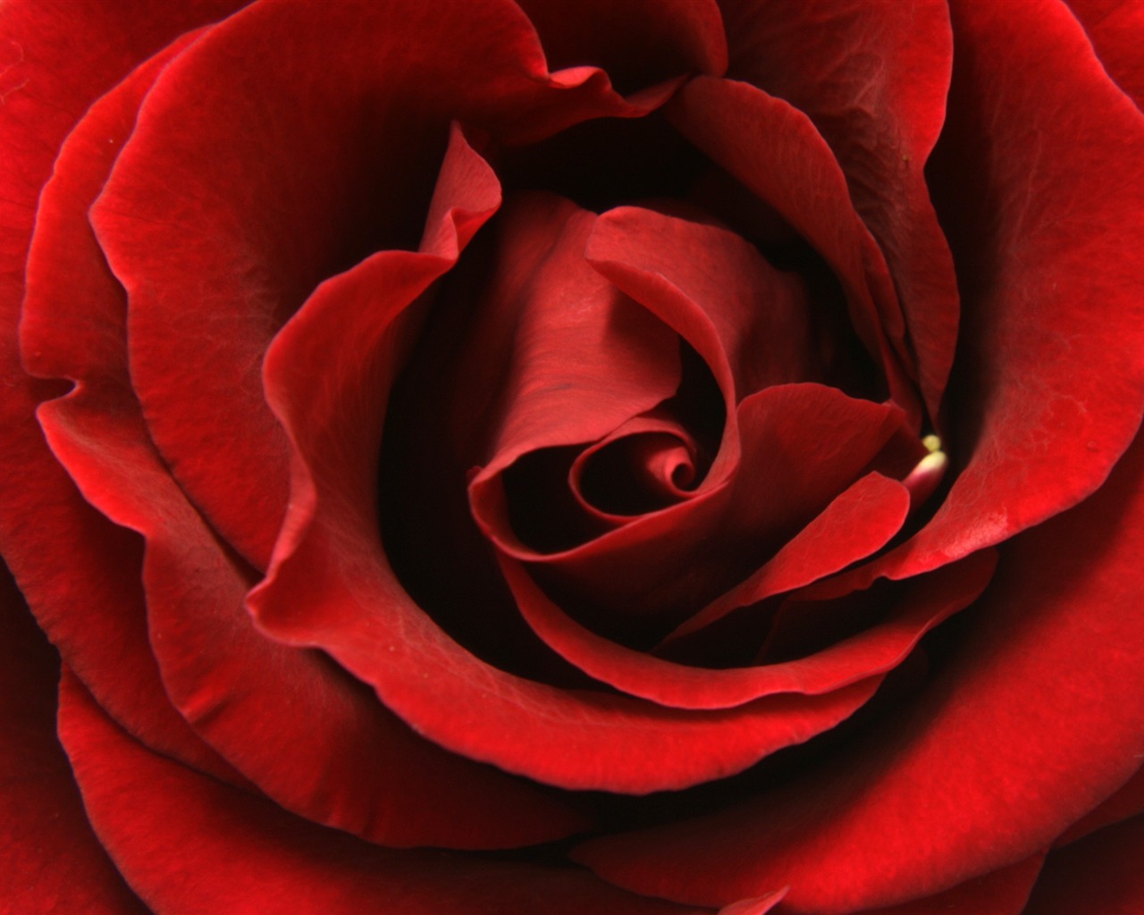 Large Rose Photo Wallpaper (5) #12 - 1280x1024