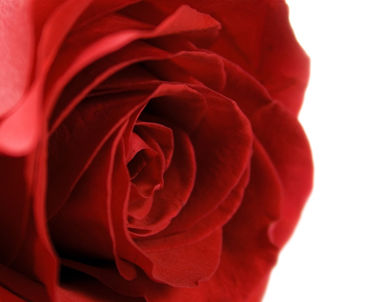 Large Rose Photo Wallpaper (5) #15 - 1280x1024