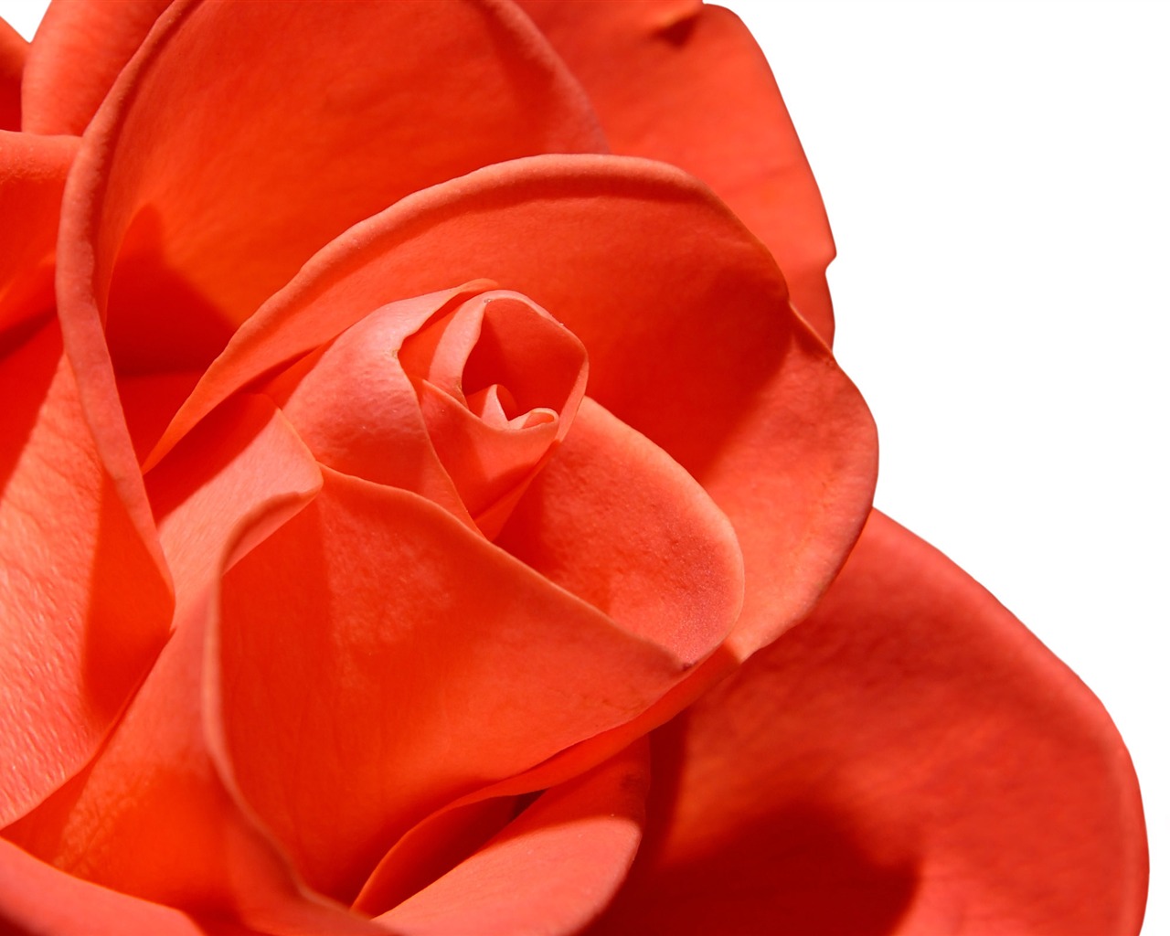 Large Rose Photo Wallpaper (5) #16 - 1280x1024