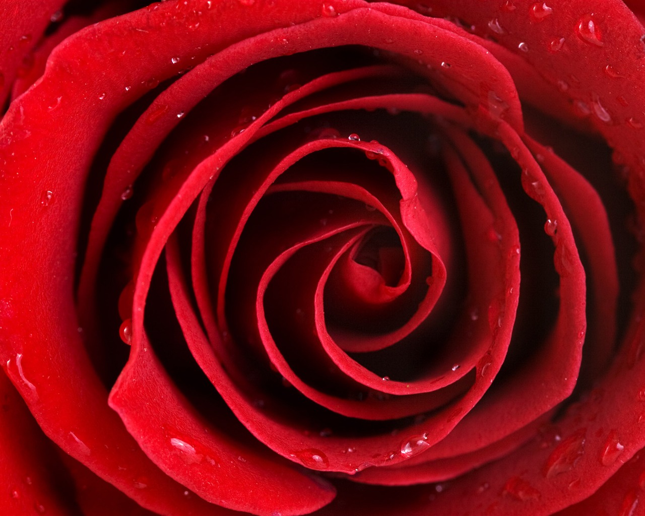 Large Rose Photo Wallpaper (5) #19 - 1280x1024