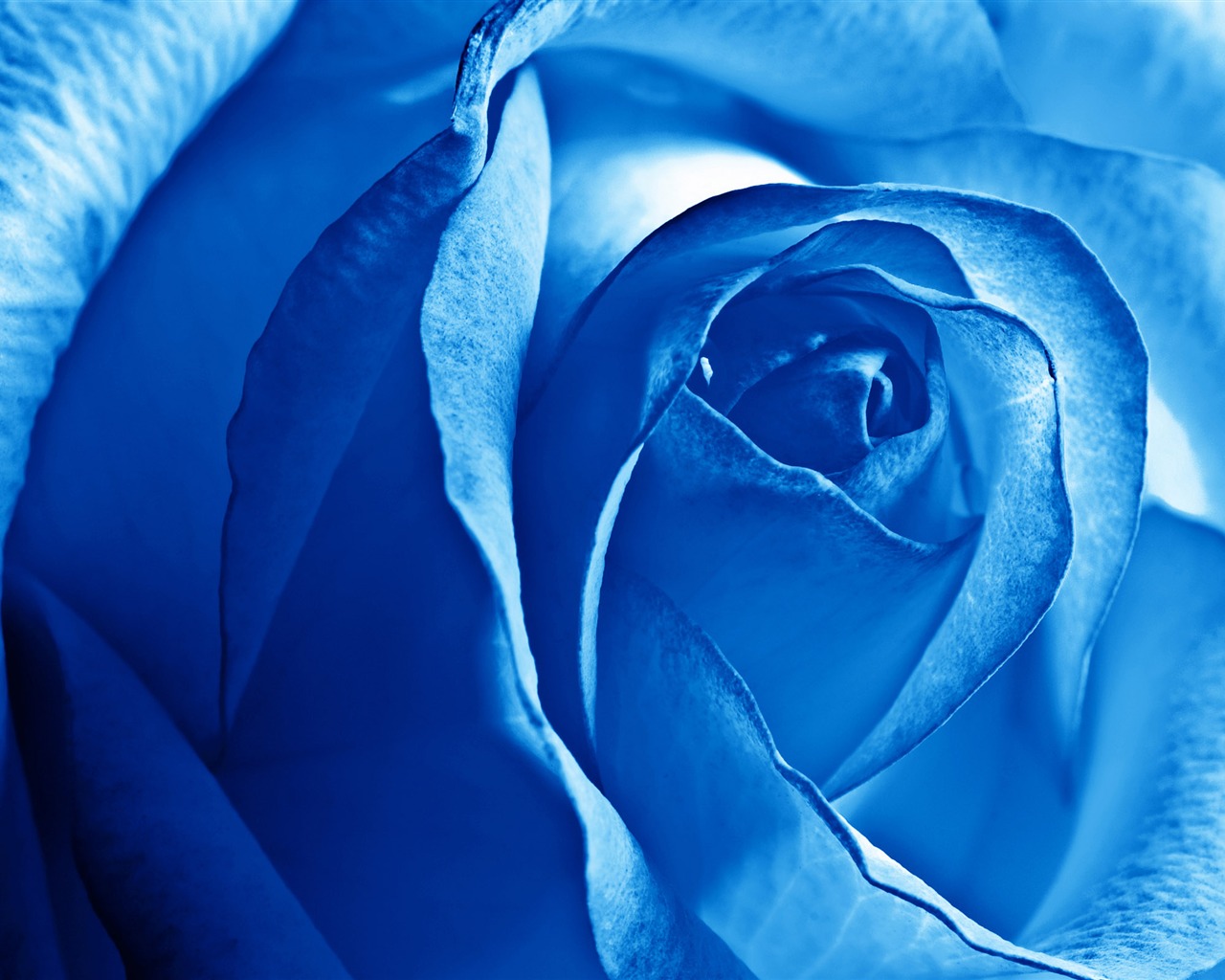 Large Rose Photo Wallpaper (5) #20 - 1280x1024