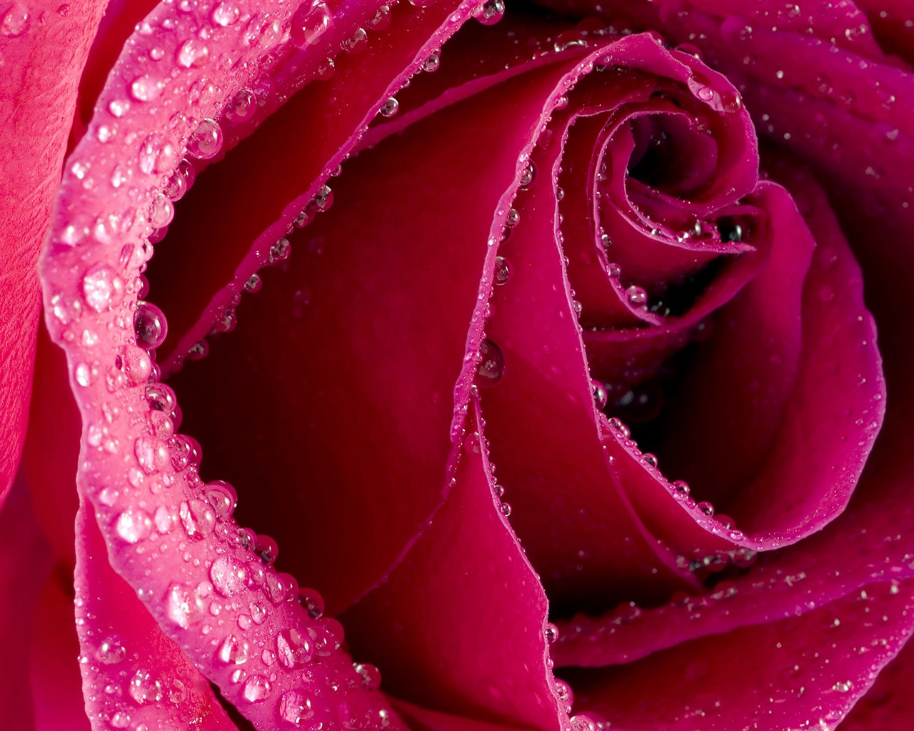 Large Rose Photo Wallpaper (6) #1 - 1280x1024