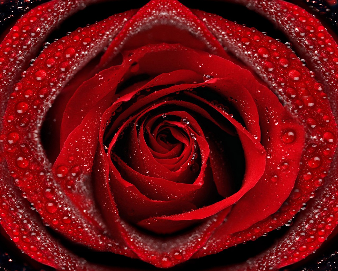 超大玫瑰写真 壁纸(六)2 - 1280x1024