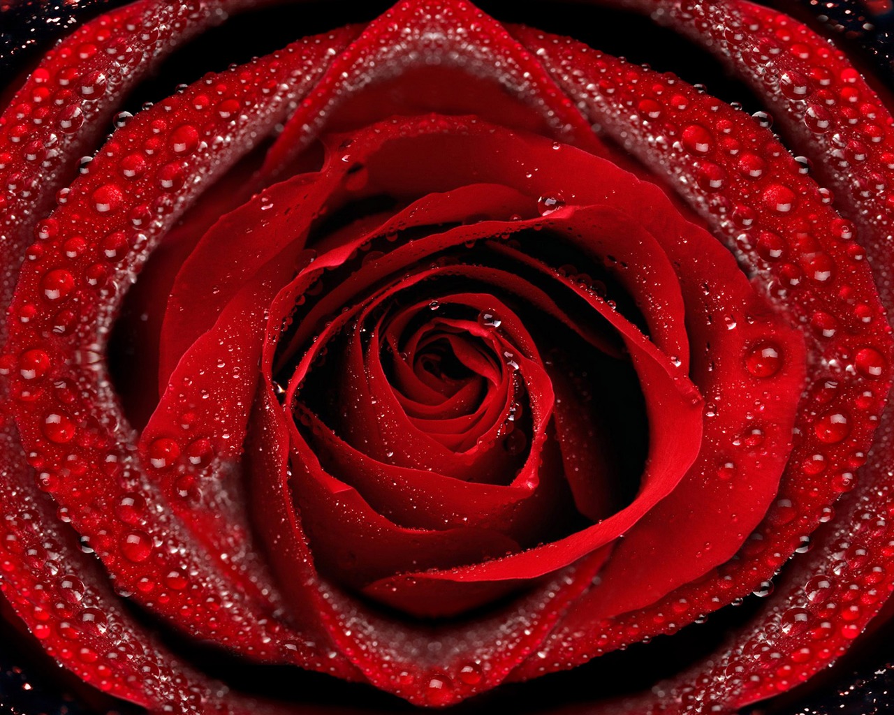 Velké Rose Foto tapety (6) #2 - 1280x1024