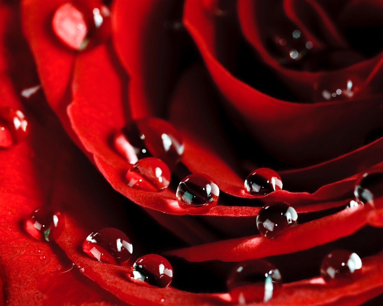 Large Rose Photo Wallpaper (6) #3 - 1280x1024