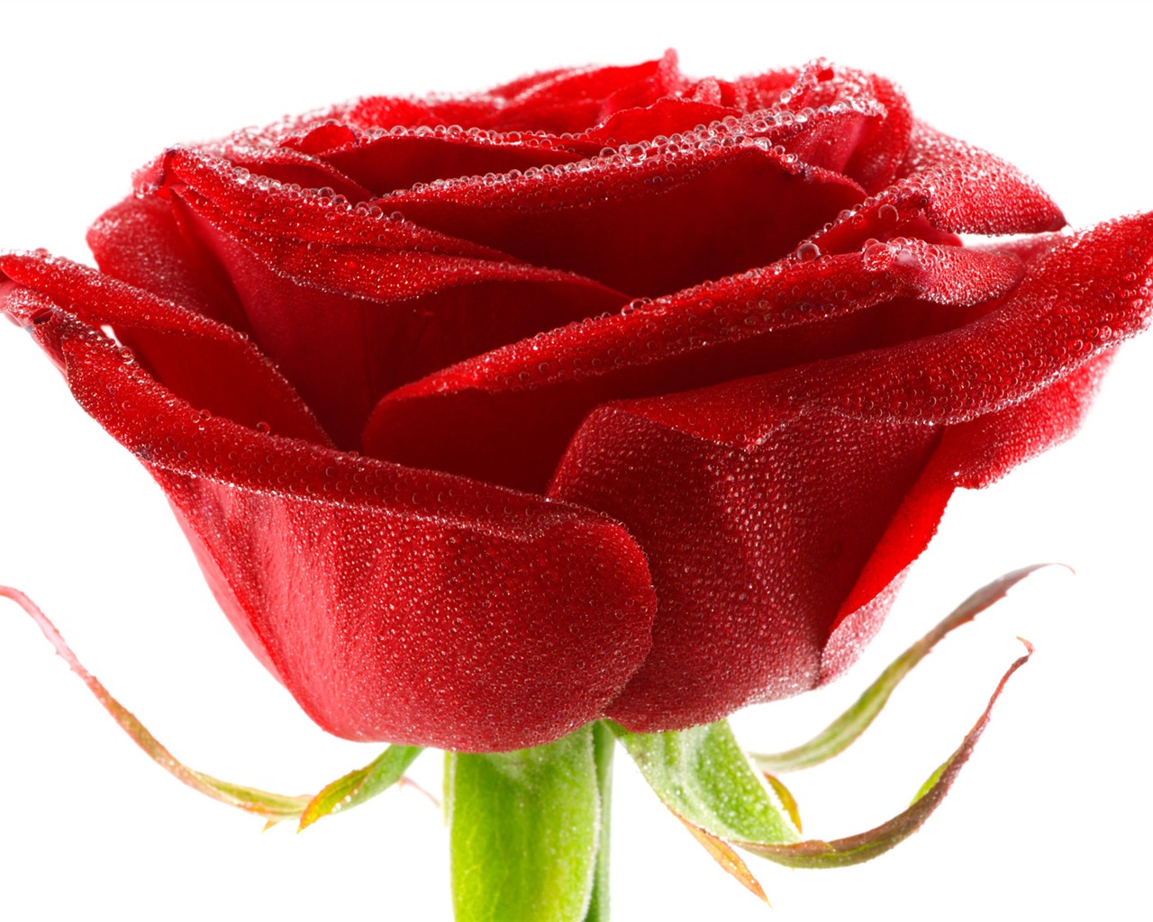 Velké Rose Foto tapety (6) #6 - 1280x1024