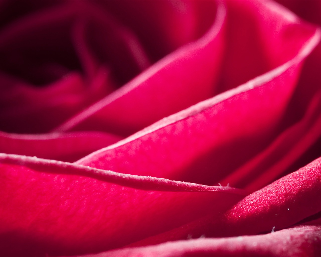 Large Rose Photo Wallpaper (6) #10 - 1280x1024