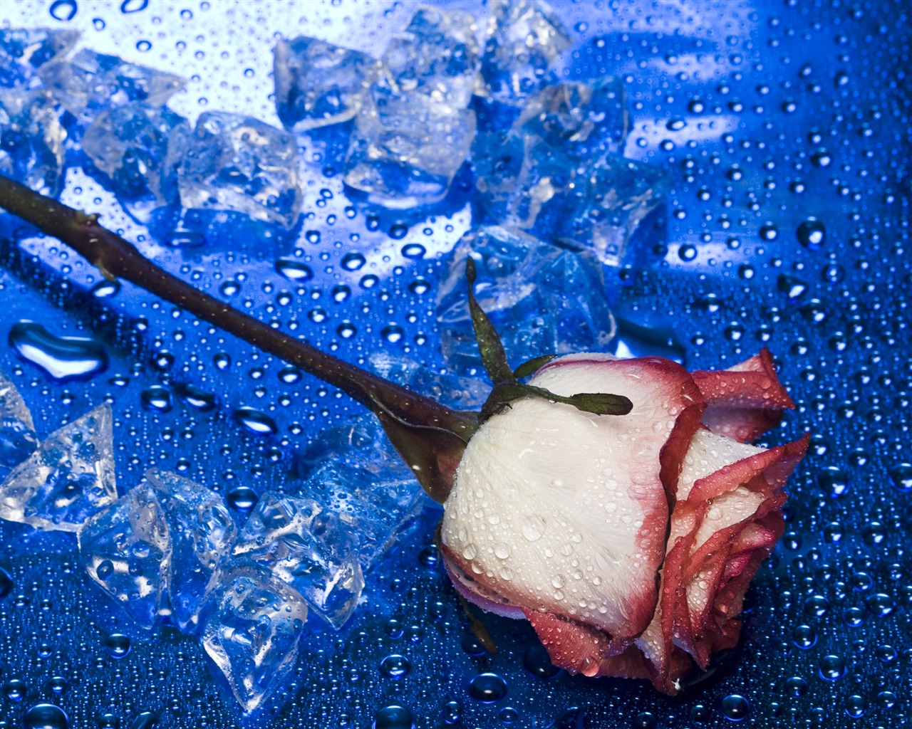 Large Rose Photo Wallpaper (6) #14 - 1280x1024