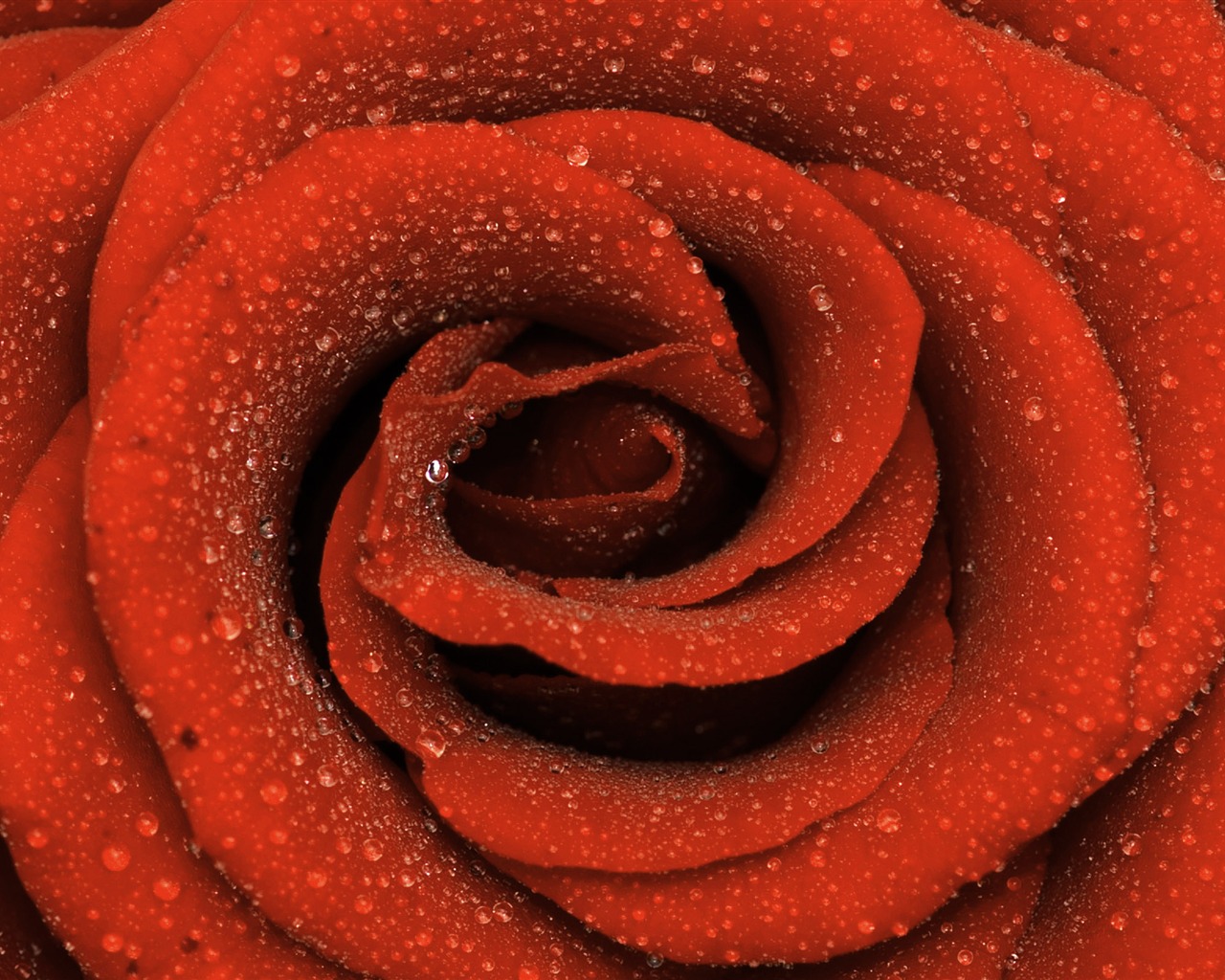 Large Rose Photo Wallpaper (6) #16 - 1280x1024