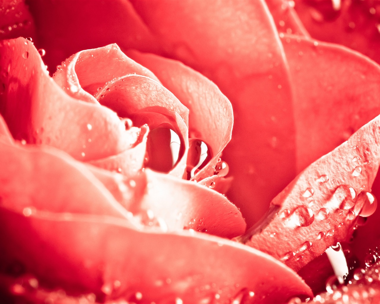 Large Rose Photo Wallpaper (6) #19 - 1280x1024