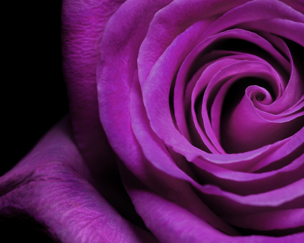 Large Rose Photo Wallpaper (6) #20 - 1280x1024