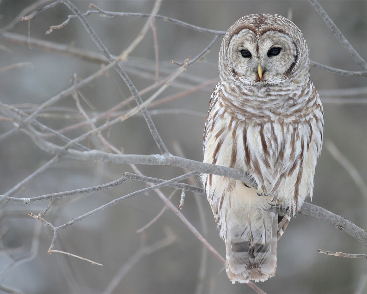 Animal Widescreen Wallpapers Collection (11) #17 - 1280x1024