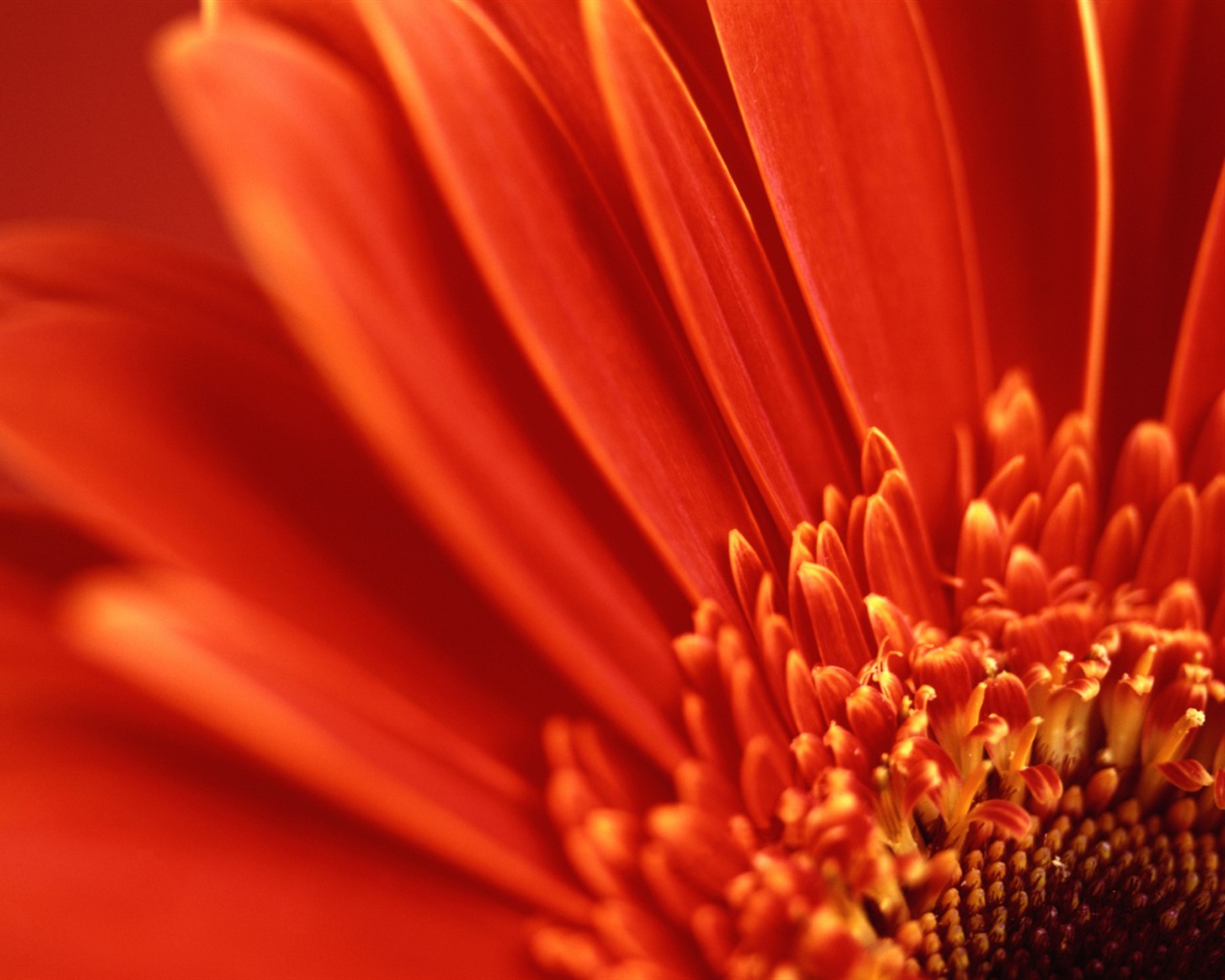 Flowers green leaf close-up wallpaper (1) #9 - 1280x1024