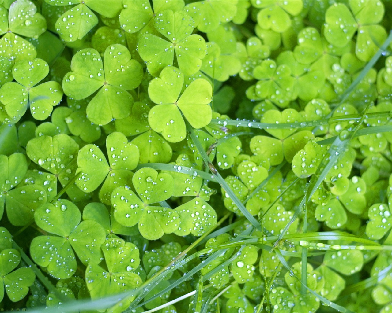 Flowers green leaf close-up wallpaper (1) #11 - 1280x1024