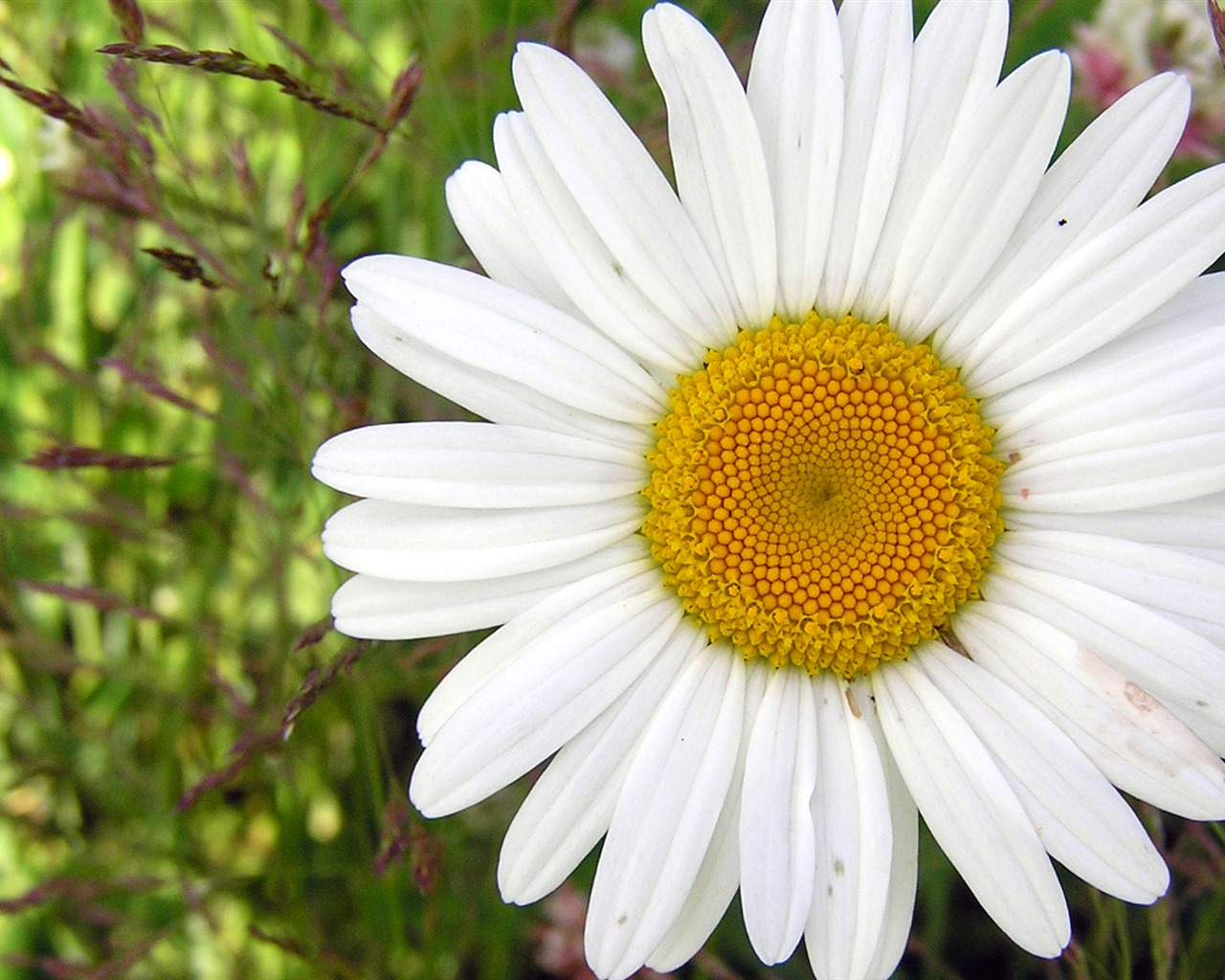 Flowers green leaf close-up wallpaper (1) #15 - 1280x1024