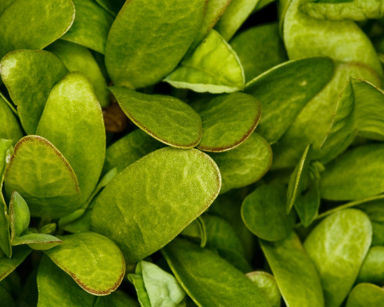 Flowers green leaf close-up wallpaper (2) #3 - 1280x1024