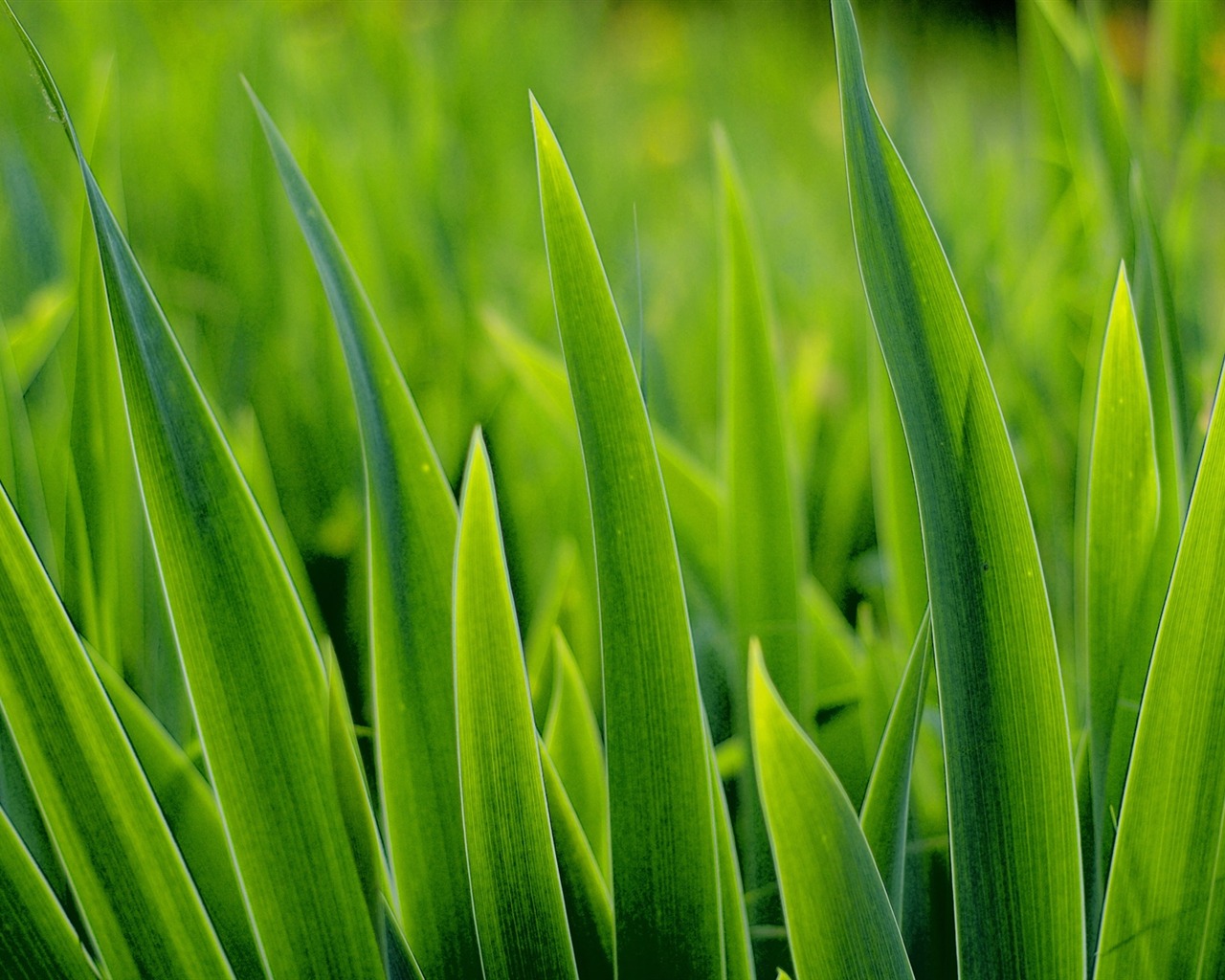 Fleurs vert feuille papier peint close-up (2) #4 - 1280x1024