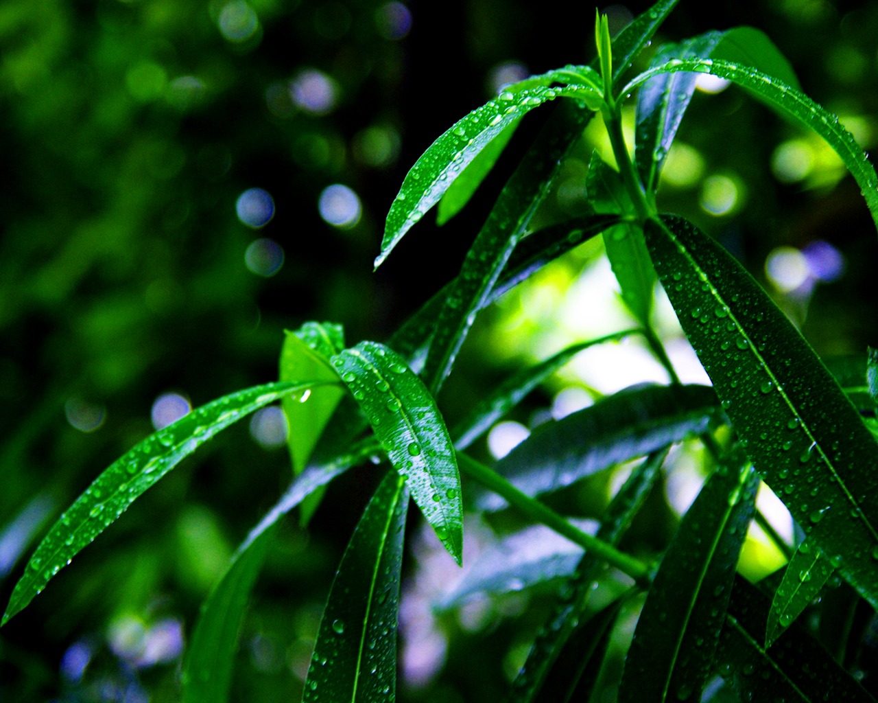 Flowers green leaf close-up wallpaper (2) #6 - 1280x1024