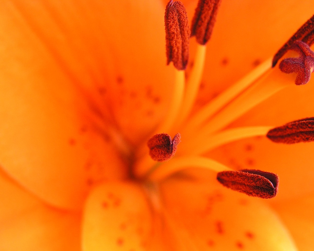 Flowers green leaf close-up wallpaper (2) #12 - 1280x1024