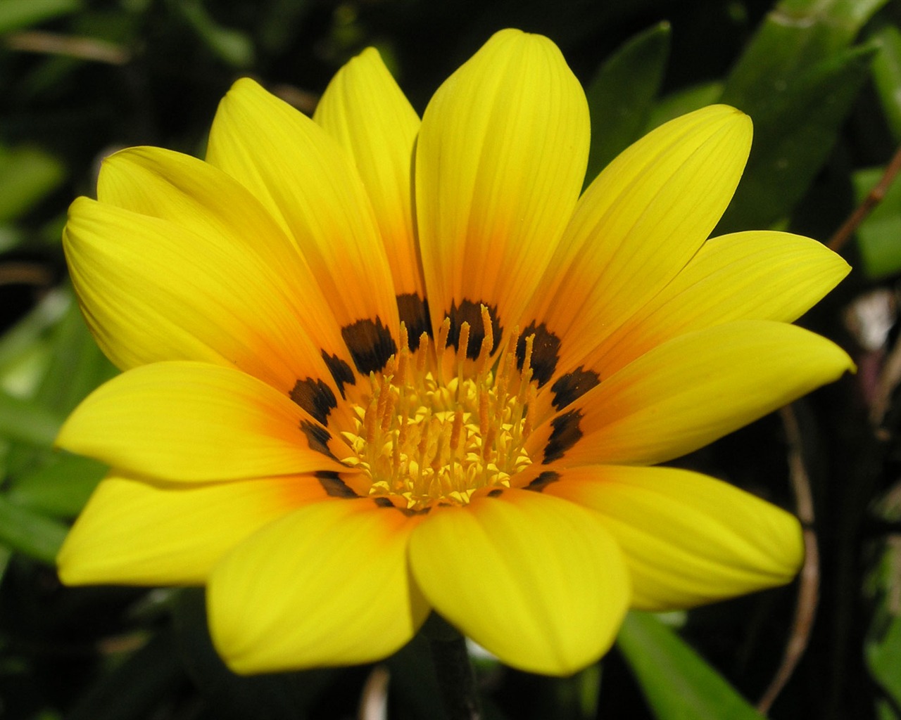 Flowers green leaf close-up wallpaper (2) #16 - 1280x1024