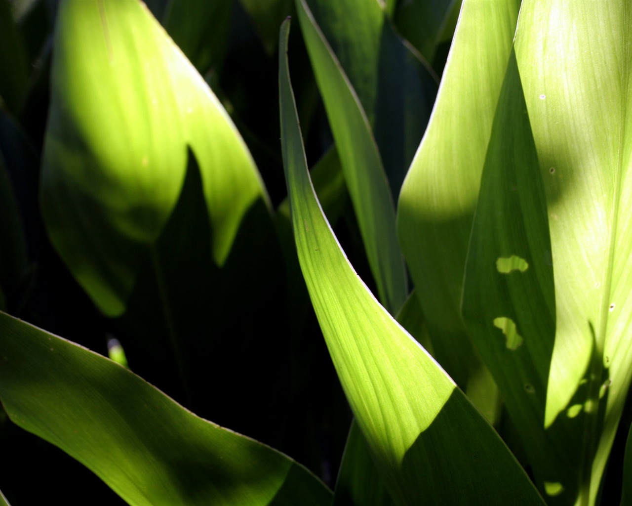 Flowers green leaf close-up wallpaper (2) #17 - 1280x1024