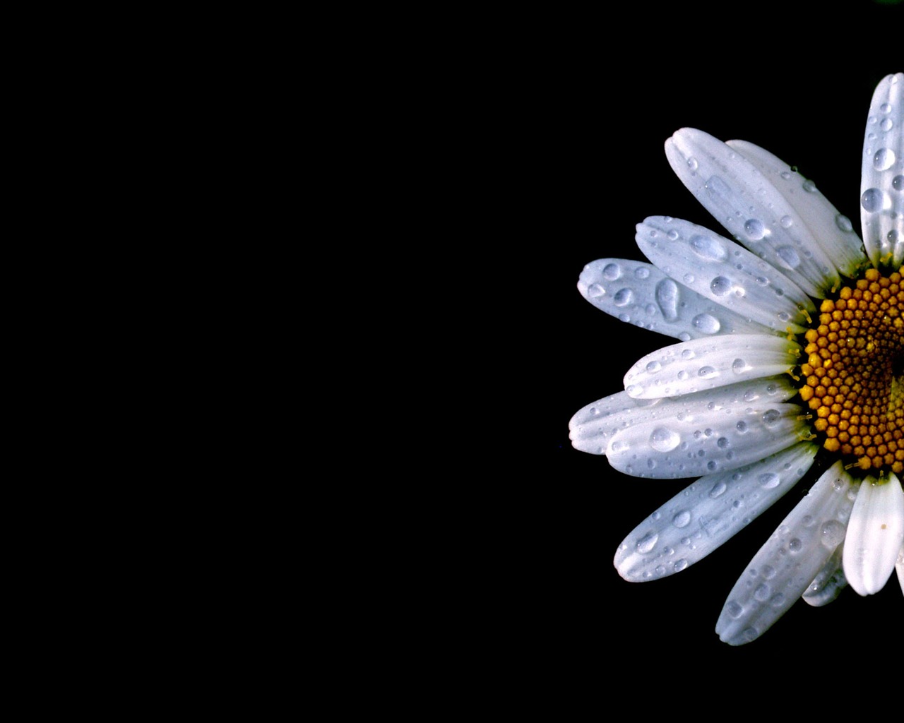 Flowers green leaf close-up wallpaper (2) #19 - 1280x1024