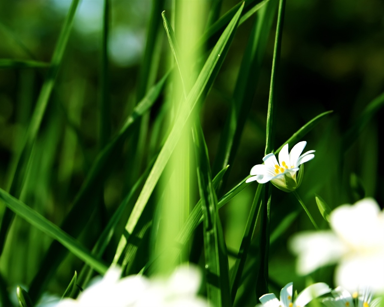 Flowers green leaf close-up wallpaper (3) #17 - 1280x1024