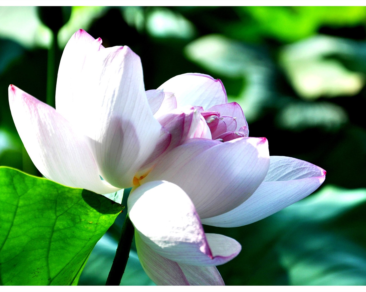 Flowers green leaf close-up wallpaper (4) #2 - 1280x1024