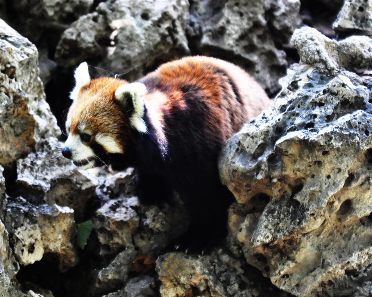 Animal Widescreen Wallpapers Collection (14) #4 - 1280x1024