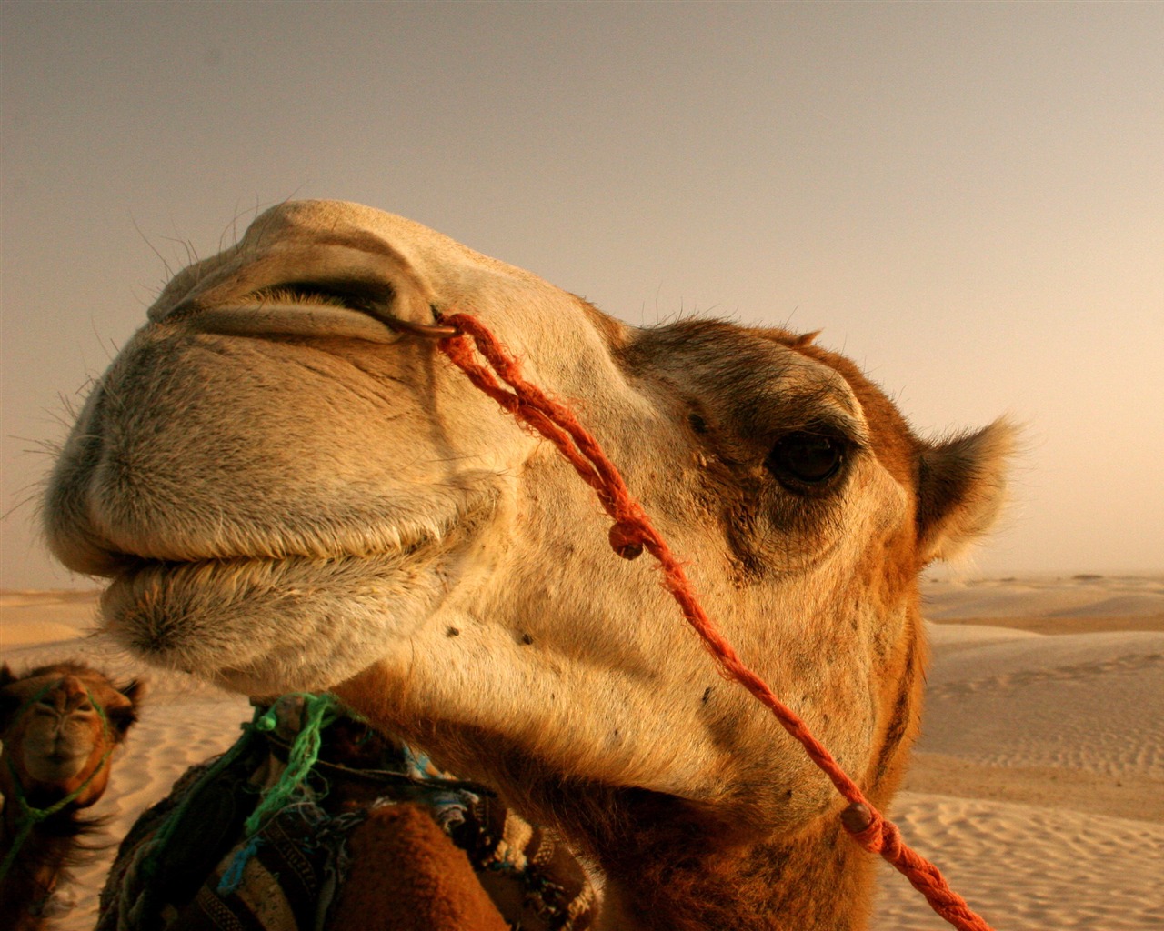 Animal Widescreen Wallpapers Collection (14) #19 - 1280x1024