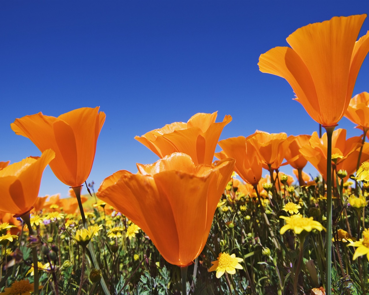 Widescreen wallpaper flowers close-up (13) #4 - 1280x1024