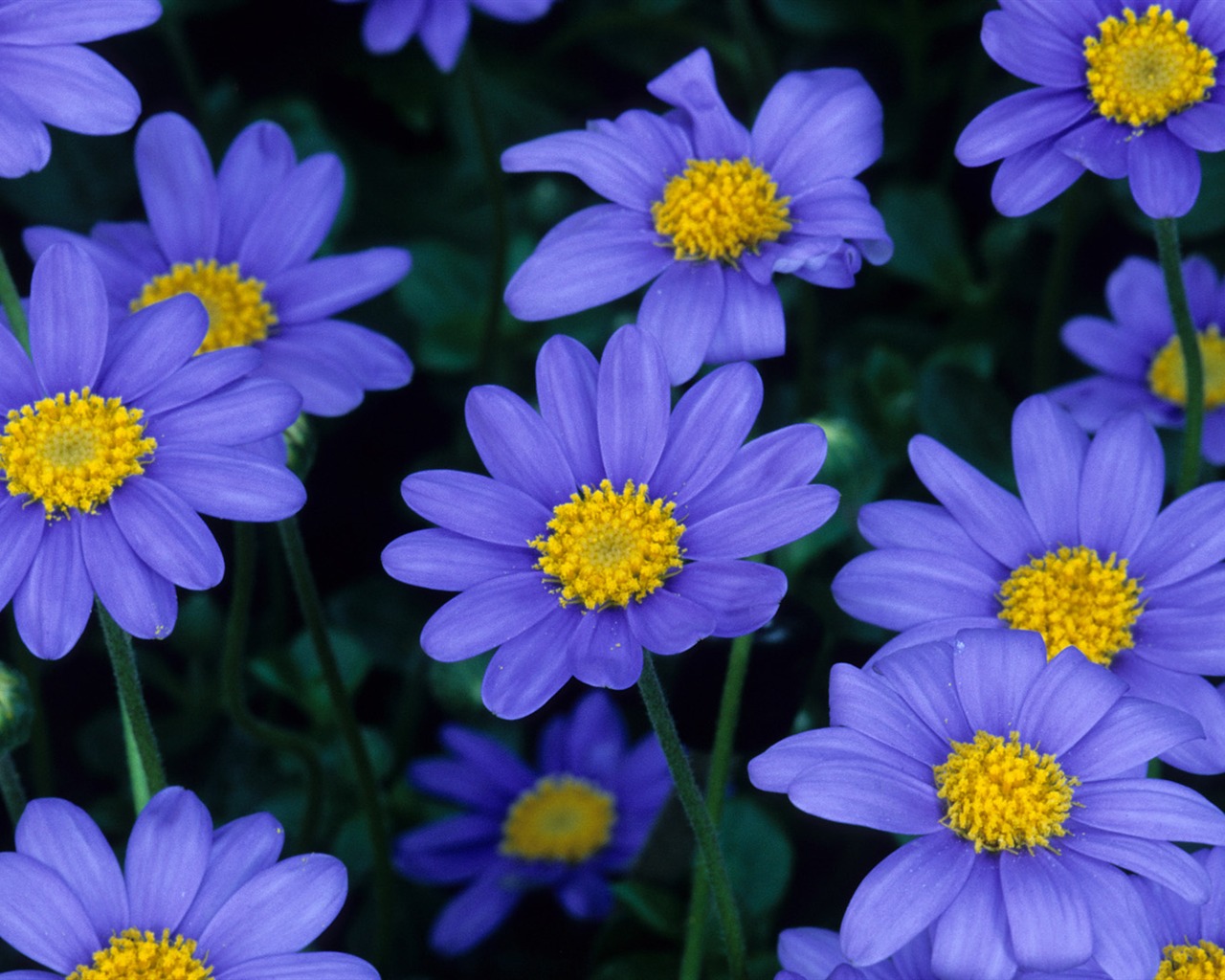 Widescreen wallpaper flowers close-up (13) #11 - 1280x1024