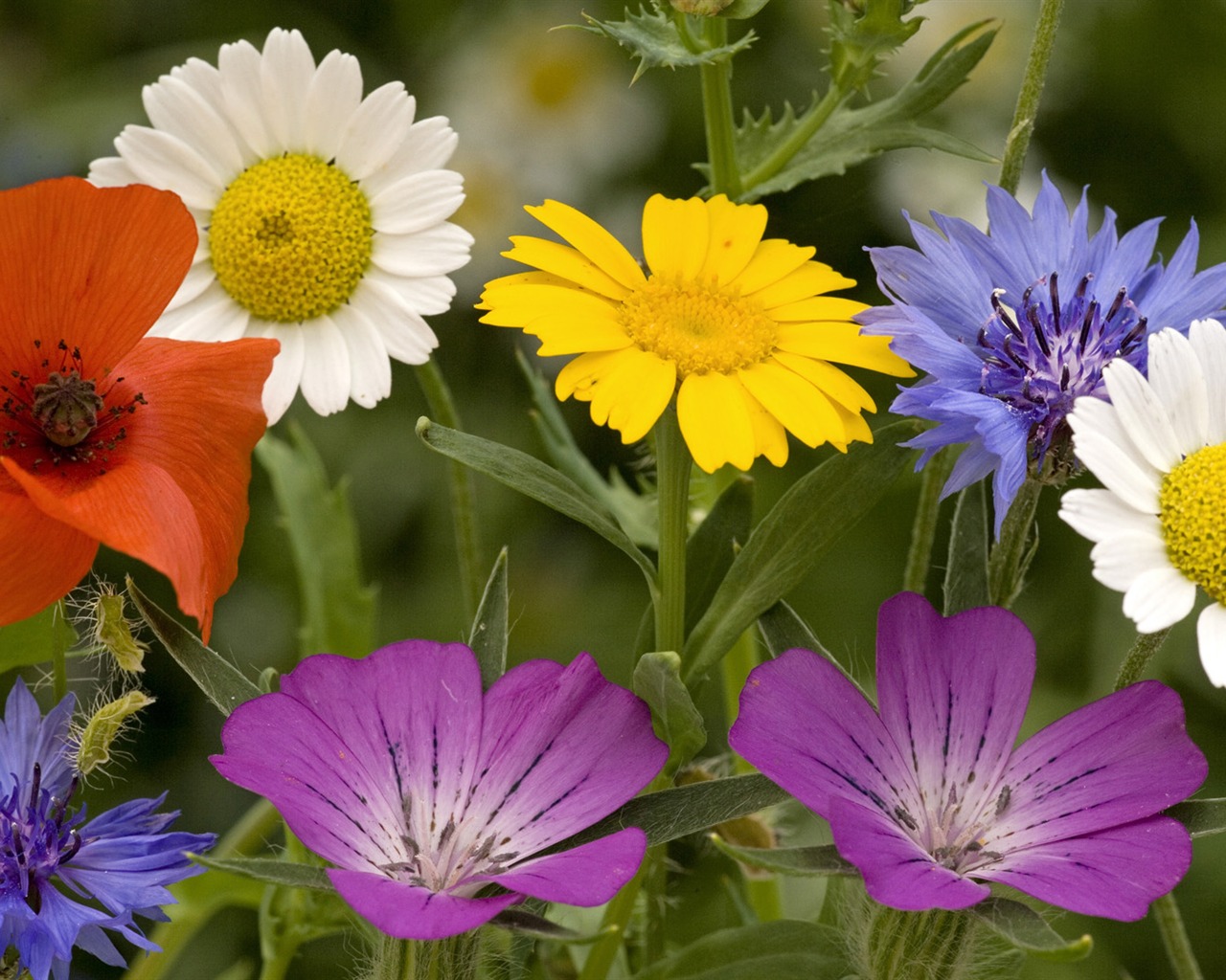 fleurs fond d'écran Widescreen close-up (13) #18 - 1280x1024