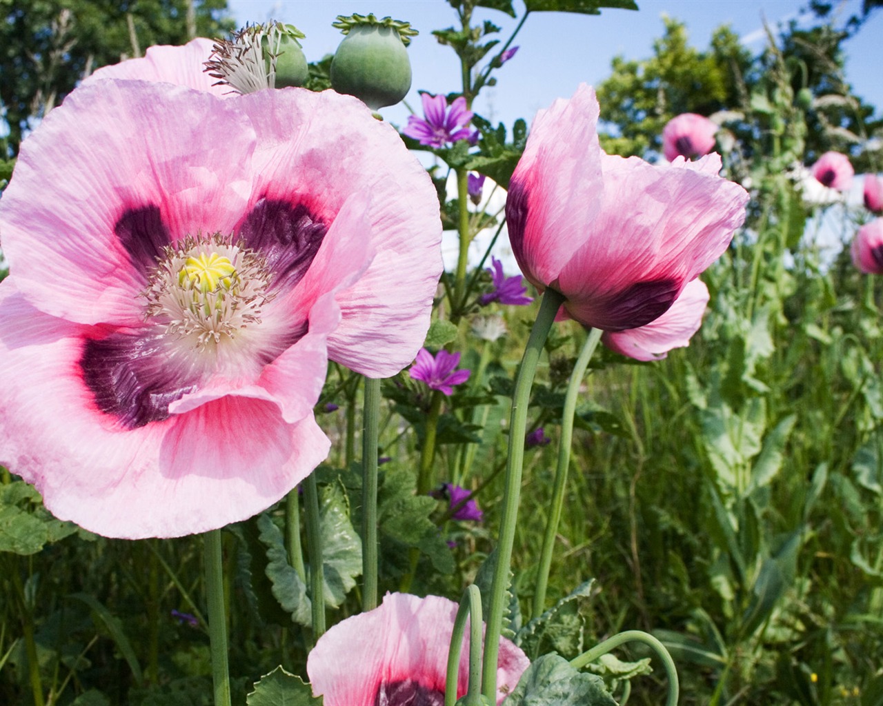 Widescreen wallpaper flowers close-up (13) #19 - 1280x1024