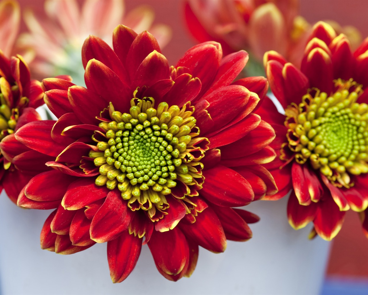 Widescreen wallpaper flowers close-up (14) #1 - 1280x1024