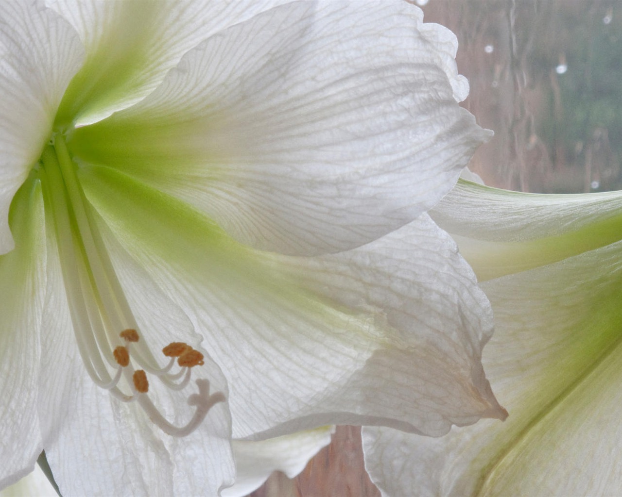 Widescreen wallpaper flowers close-up (14) #4 - 1280x1024