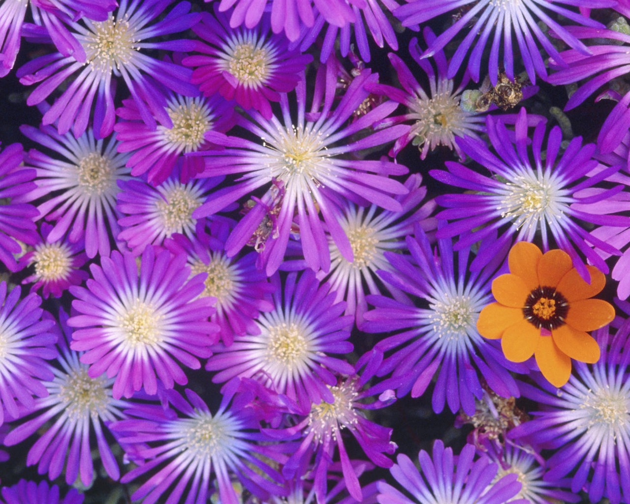 Widescreen wallpaper flowers close-up (14) #5 - 1280x1024