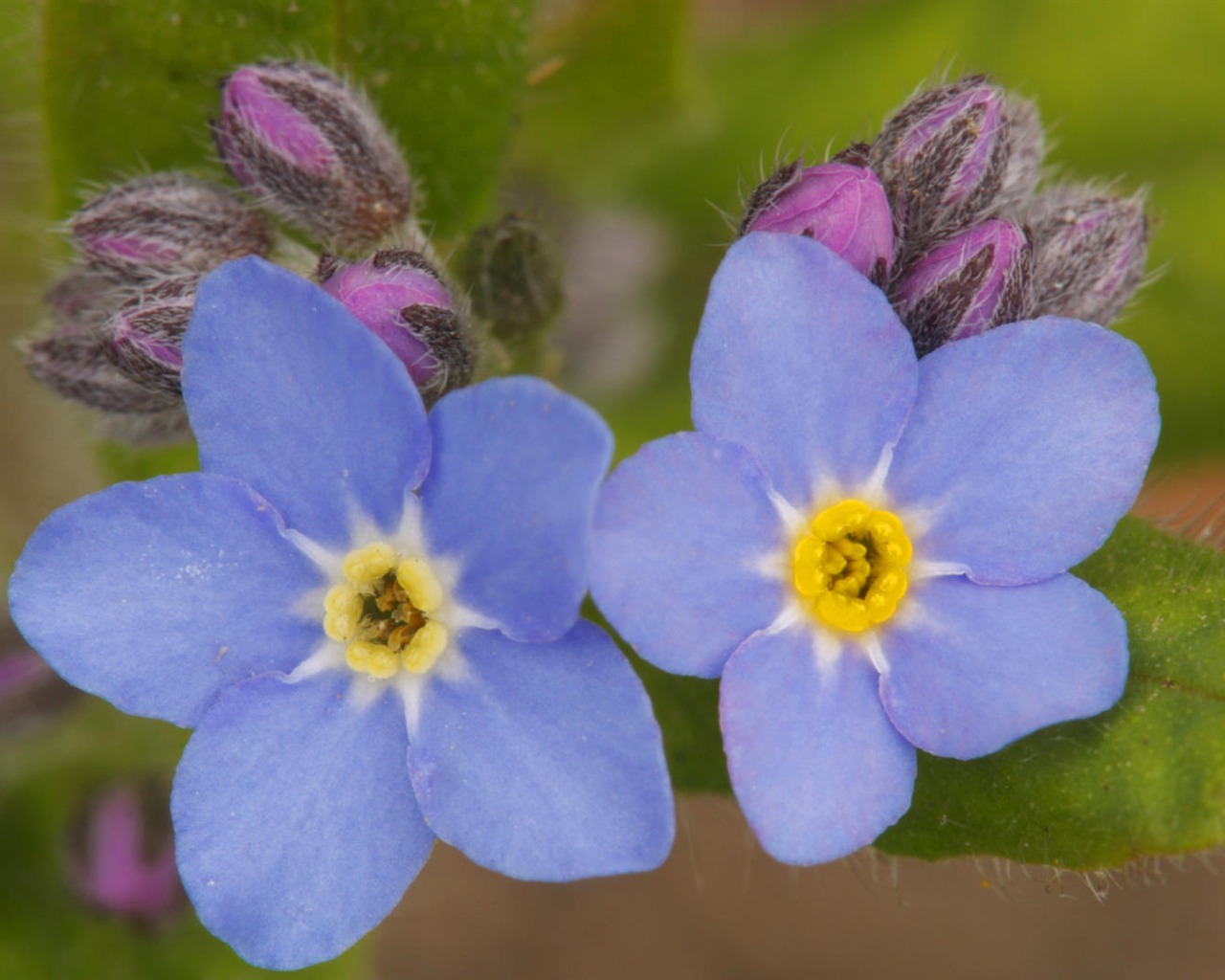 Widescreen wallpaper flowers close-up (14) #17 - 1280x1024