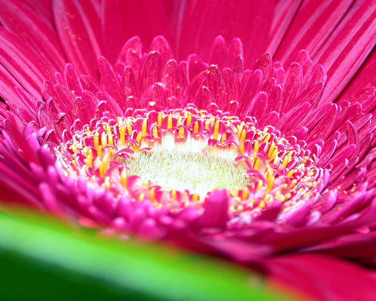Širokoúhlý tapety květiny close-up (15) #1 - 1280x1024