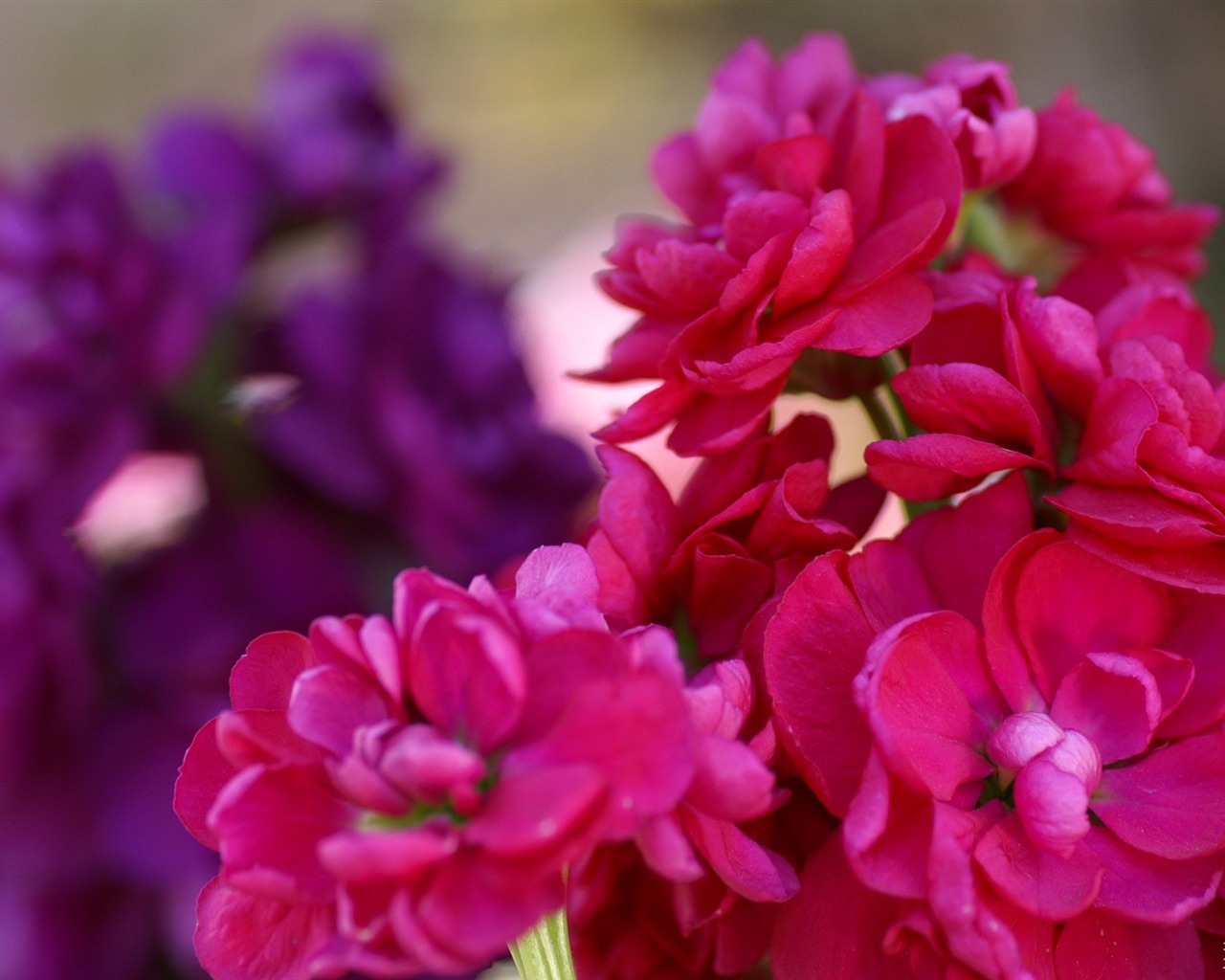 Widescreen wallpaper flowers close-up (15) #4 - 1280x1024