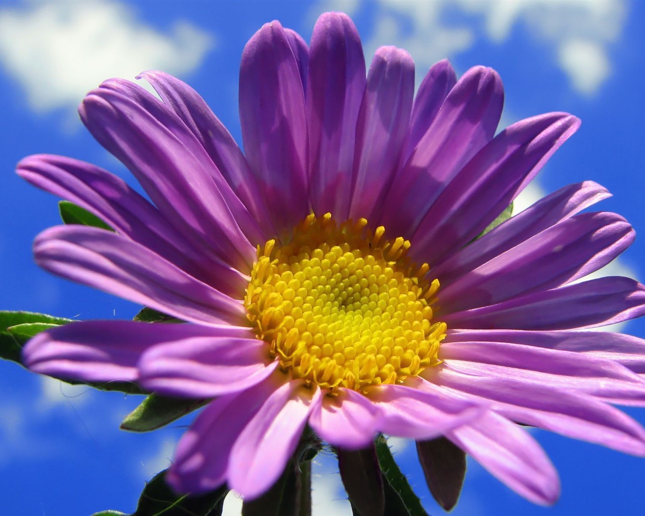 fleurs fond d'écran Widescreen close-up (15) #5 - 1280x1024