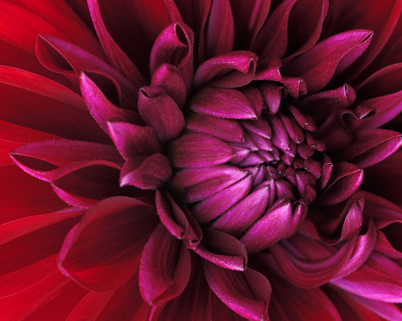 fleurs fond d'écran Widescreen close-up (15) #7 - 1280x1024