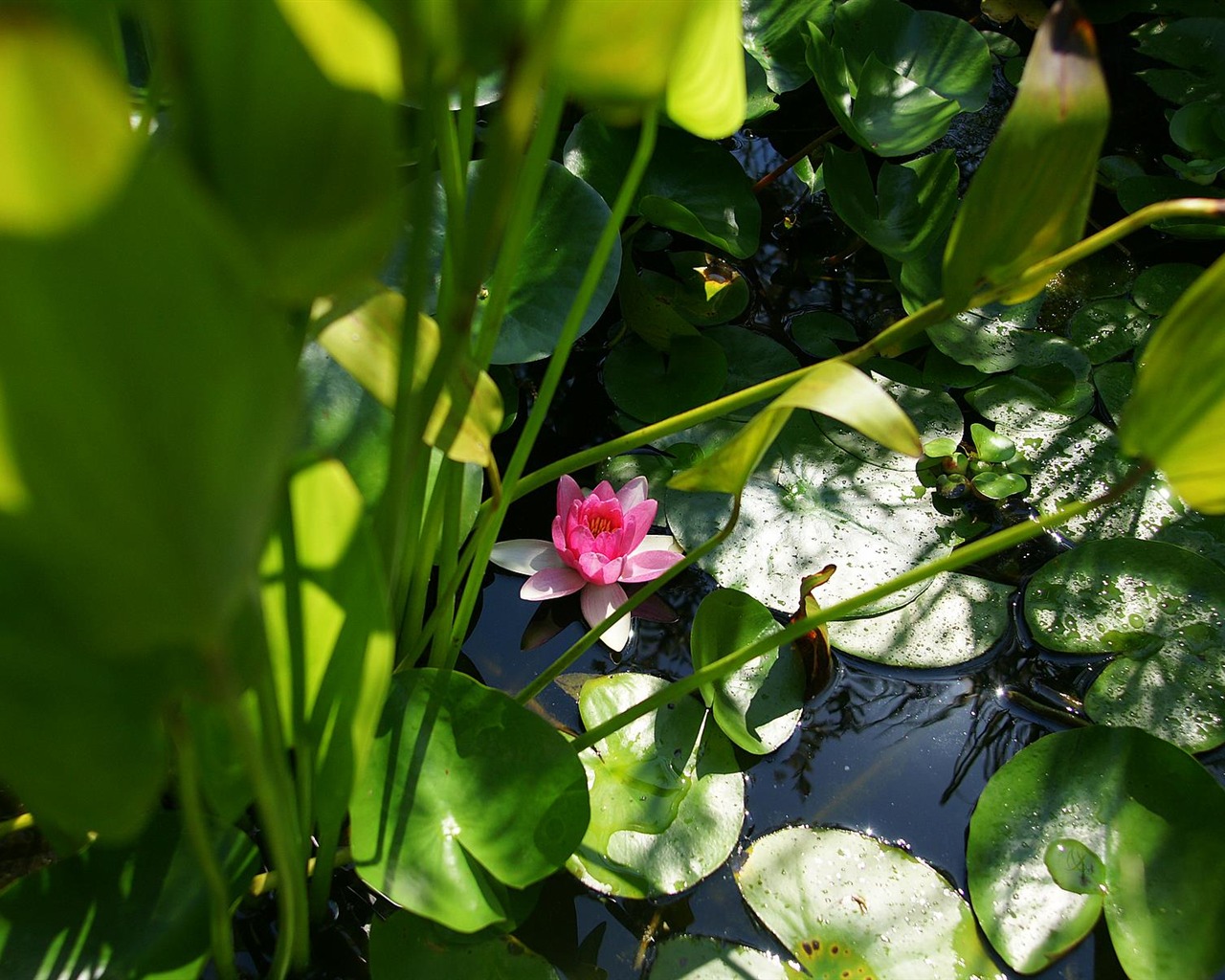 Widescreen wallpaper flowers close-up (15) #14 - 1280x1024